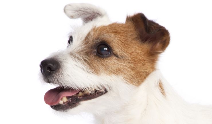 Induceren juni zoogdier licg.nl - Jack Russell Terrier