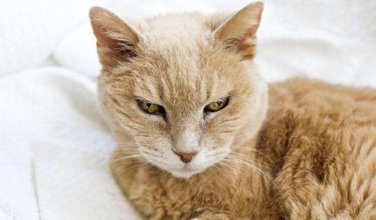 Consulaat bevestig alstublieft eerste licg.nl - Verzorging van uw oudere kat