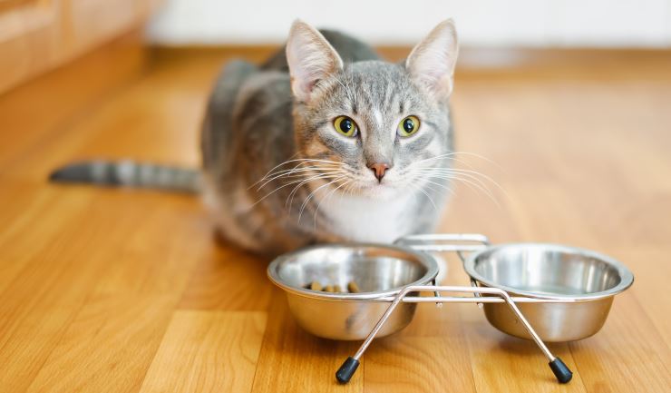 beddengoed schijf Aanhankelijk licg.nl - Voeding van uw kat - Meer over voeding