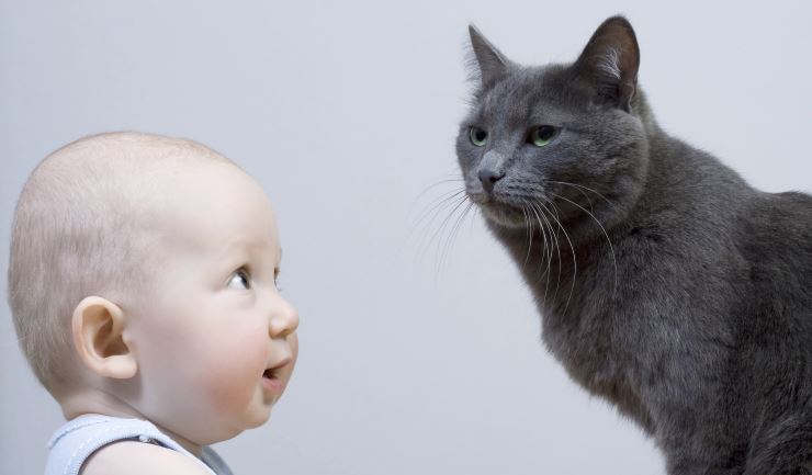 pleegouders Interpretatief Invloed licg.nl - Uw kat voorbereiden op de komst van een baby