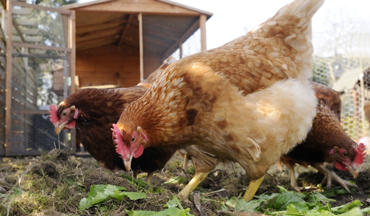 Licgnl Voedselverrijking Voor Kippen