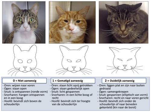 vorst metriek eindeloos licg.nl - Pijn herkennen bij katten